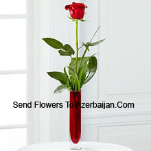 Cute Single Red Rose